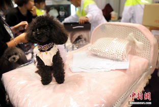 2014香港寵物節(jié)盛大開幕 寵物用品市場火熱，一張寵物床售價(jià)高達(dá)1500港元