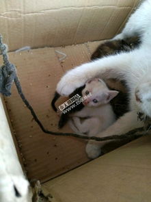 寵物生活新生態(tài) 從貓咪送養(yǎng)到用品交易的全方位指南