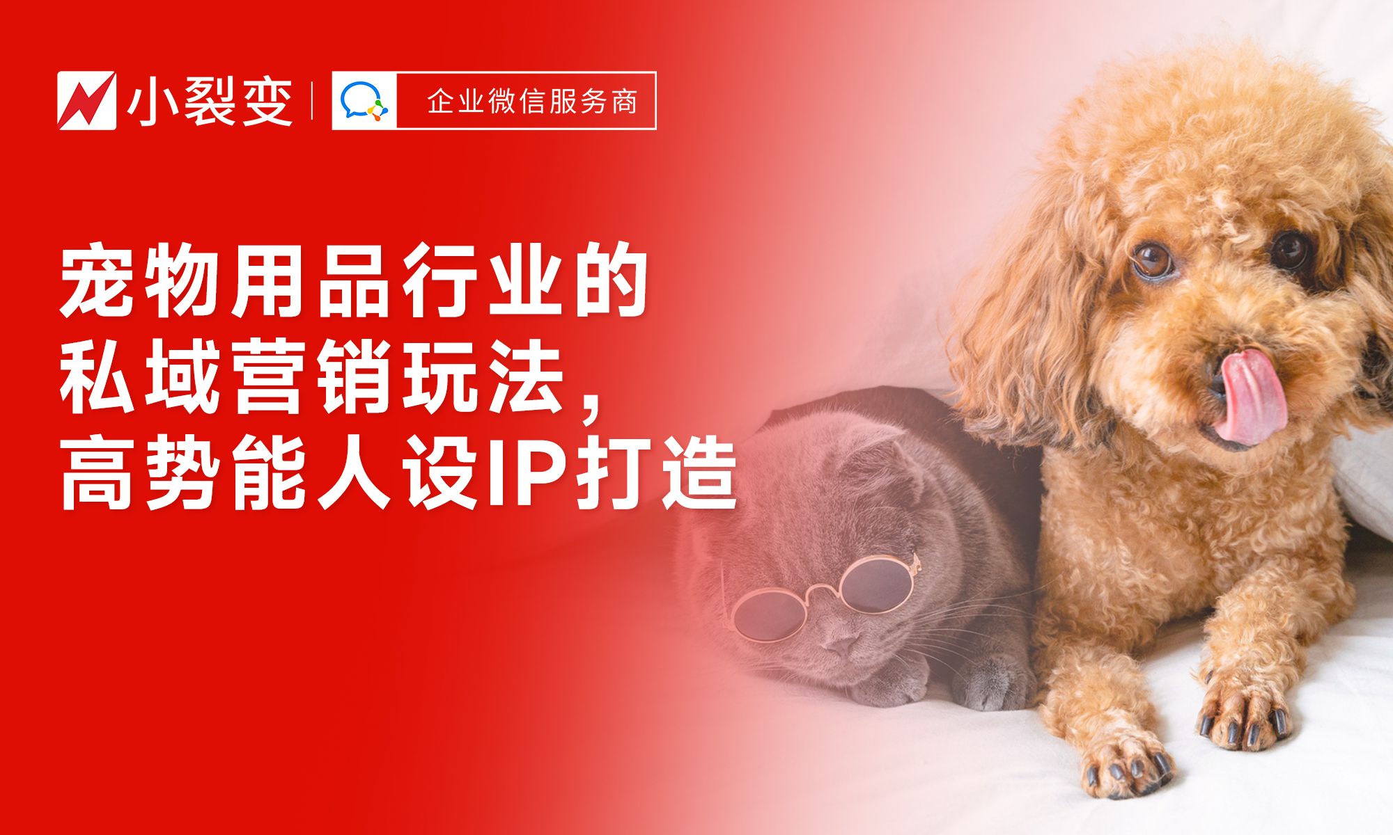 從“鏟屎官”到“寵物專家” 私域營(yíng)銷時(shí)代下，寵物用品行業(yè)如何打造高勢(shì)能人設(shè)IP驅(qū)動(dòng)銷售增長(zhǎng)