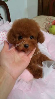 家養(yǎng)泰迪寶寶與寵物用品交易指南